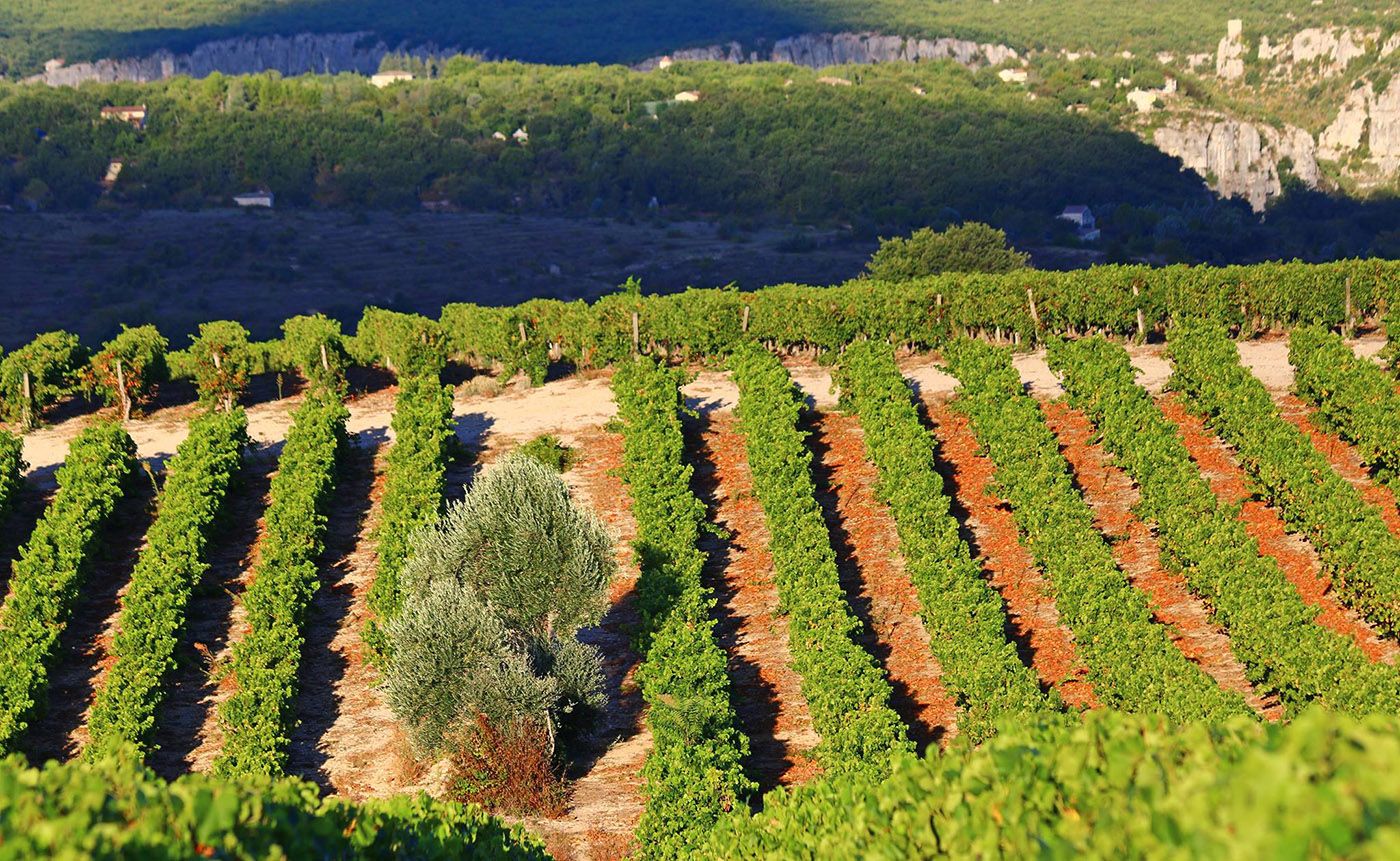 Vines in southern Ardèche