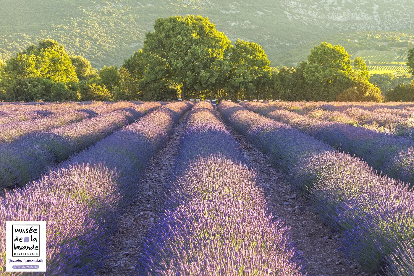 Lavender fields in southern Ardèche
